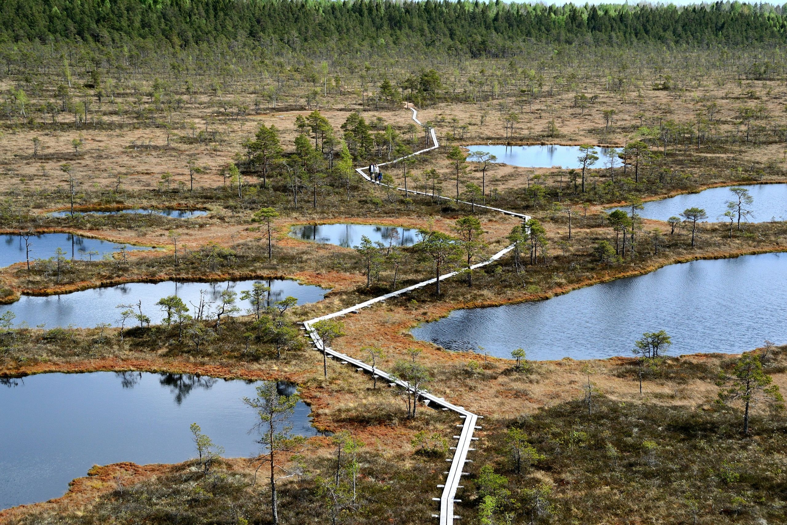 Pääsküla raba: rajad, vaatetorn, ligipääs ja täielik külastusjuhend